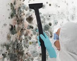 Best Basement Mold Removal  in Obetz, OH